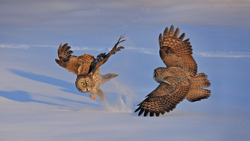 Two Owls in Flight