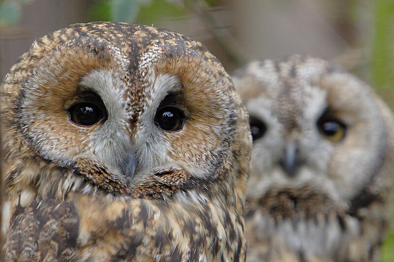 Two Owls in Focus