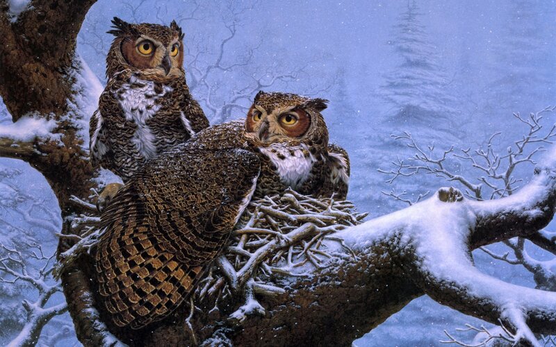 Two Owls in Nest — Brown