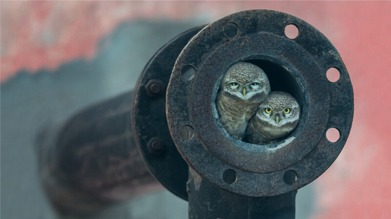 Two Owls in Pipe