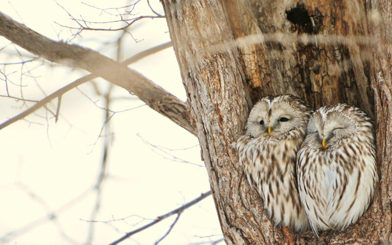 Two Owls in Tree — Brown