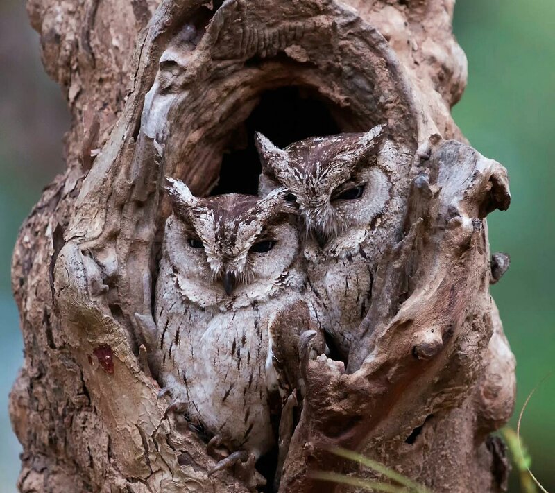 Two Owls in Tree Hollow — Brown, Calm