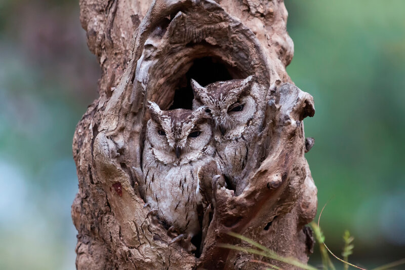 Two Owls in Tree Hollow