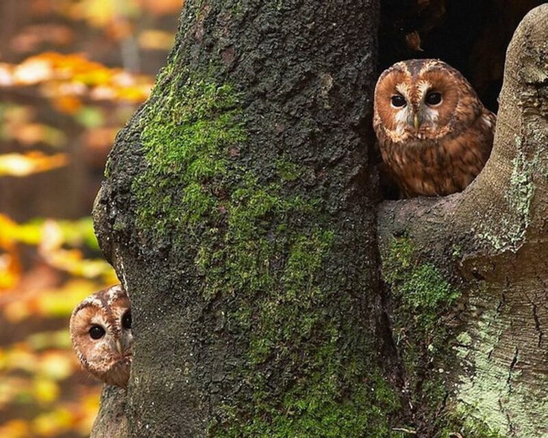 Two Owls in Tree