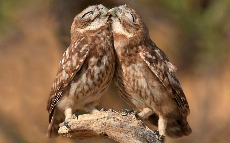Two Owls Kissing