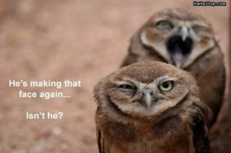 Two Owls Making Faces