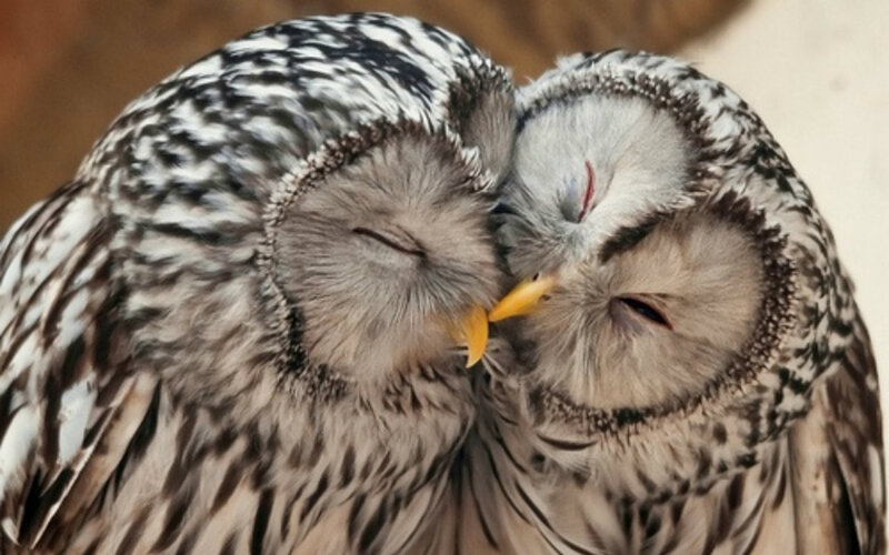 Two Owls Nuzzling