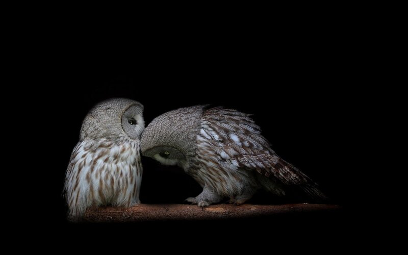 Two owls on a branch