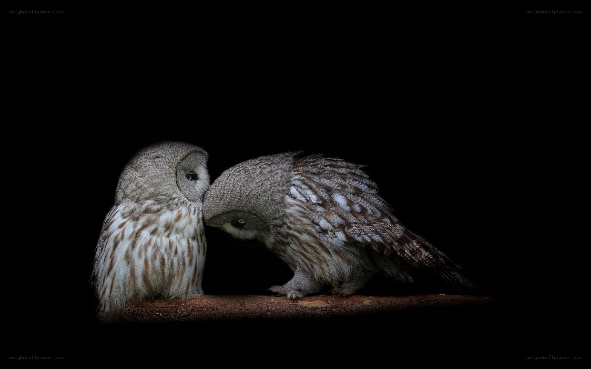 Two owls on a branch