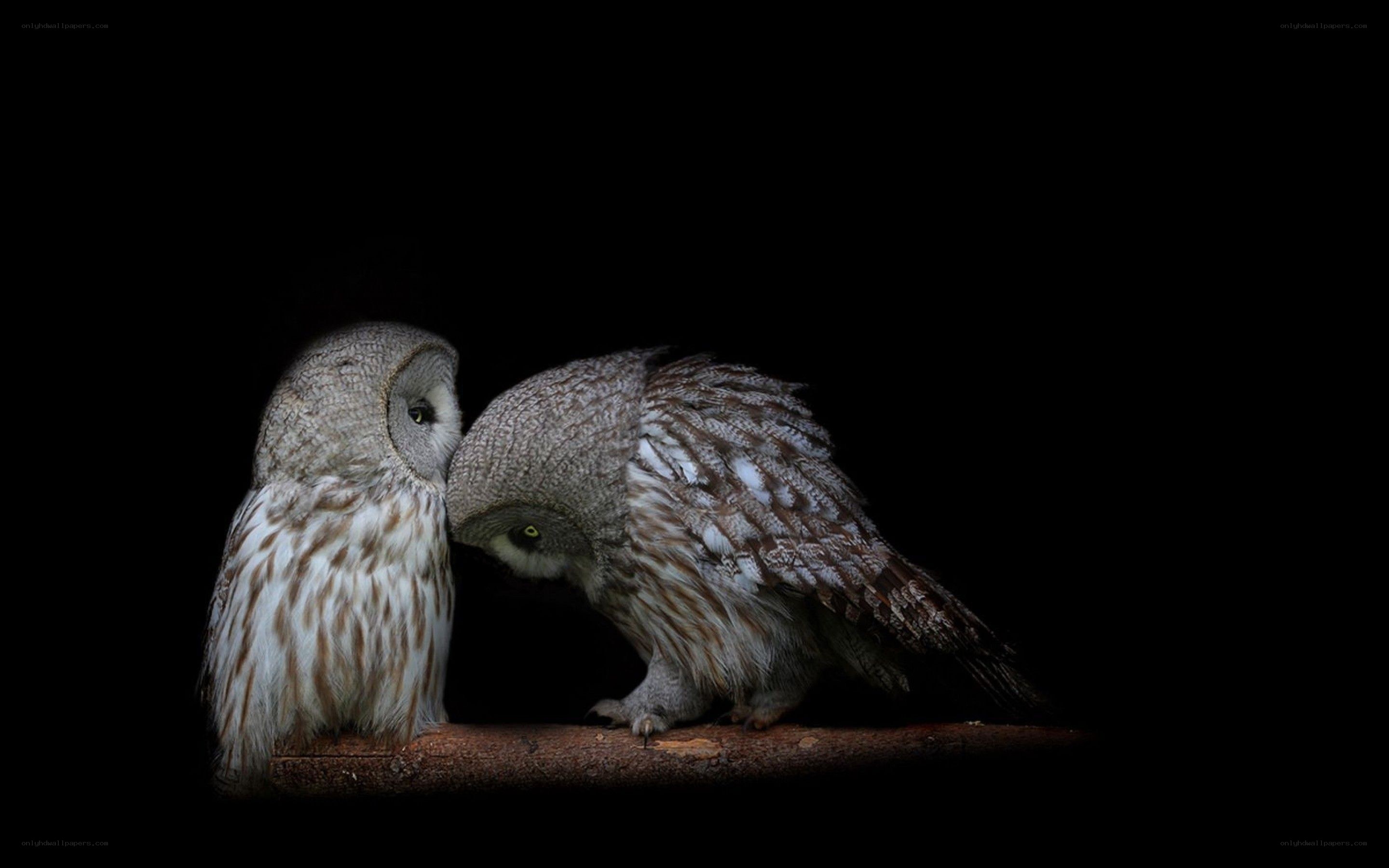 Two owls on a branch