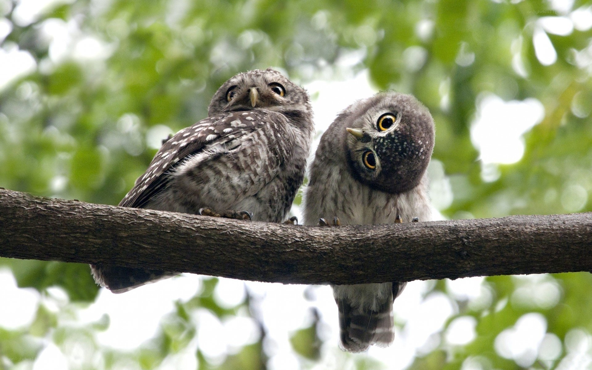 Two owls on a branch