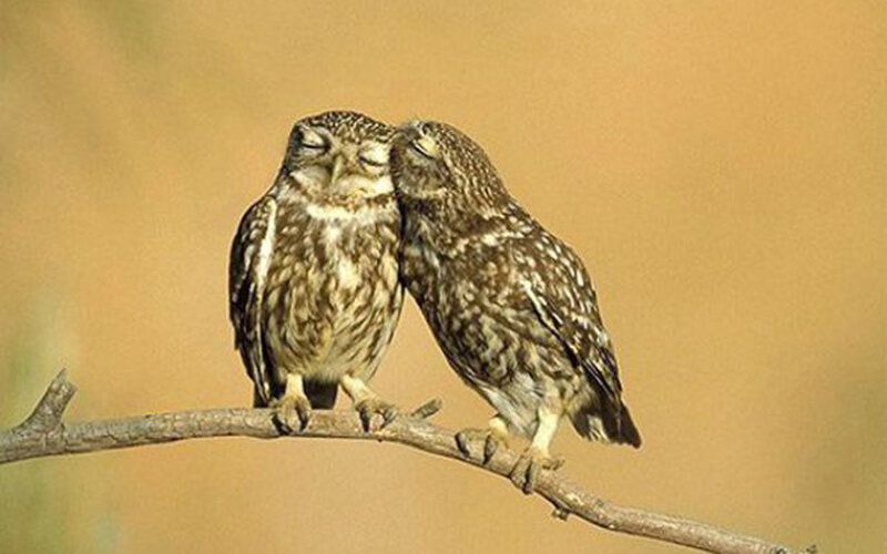 Two owls on a branch
