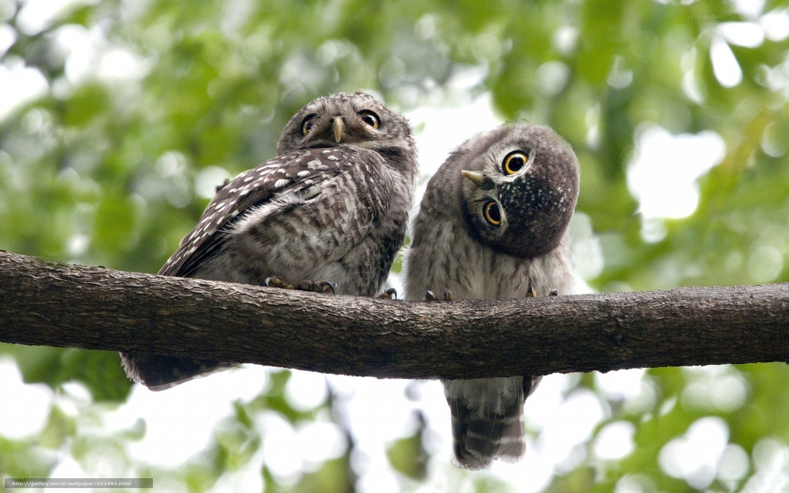 Two owls on a branch