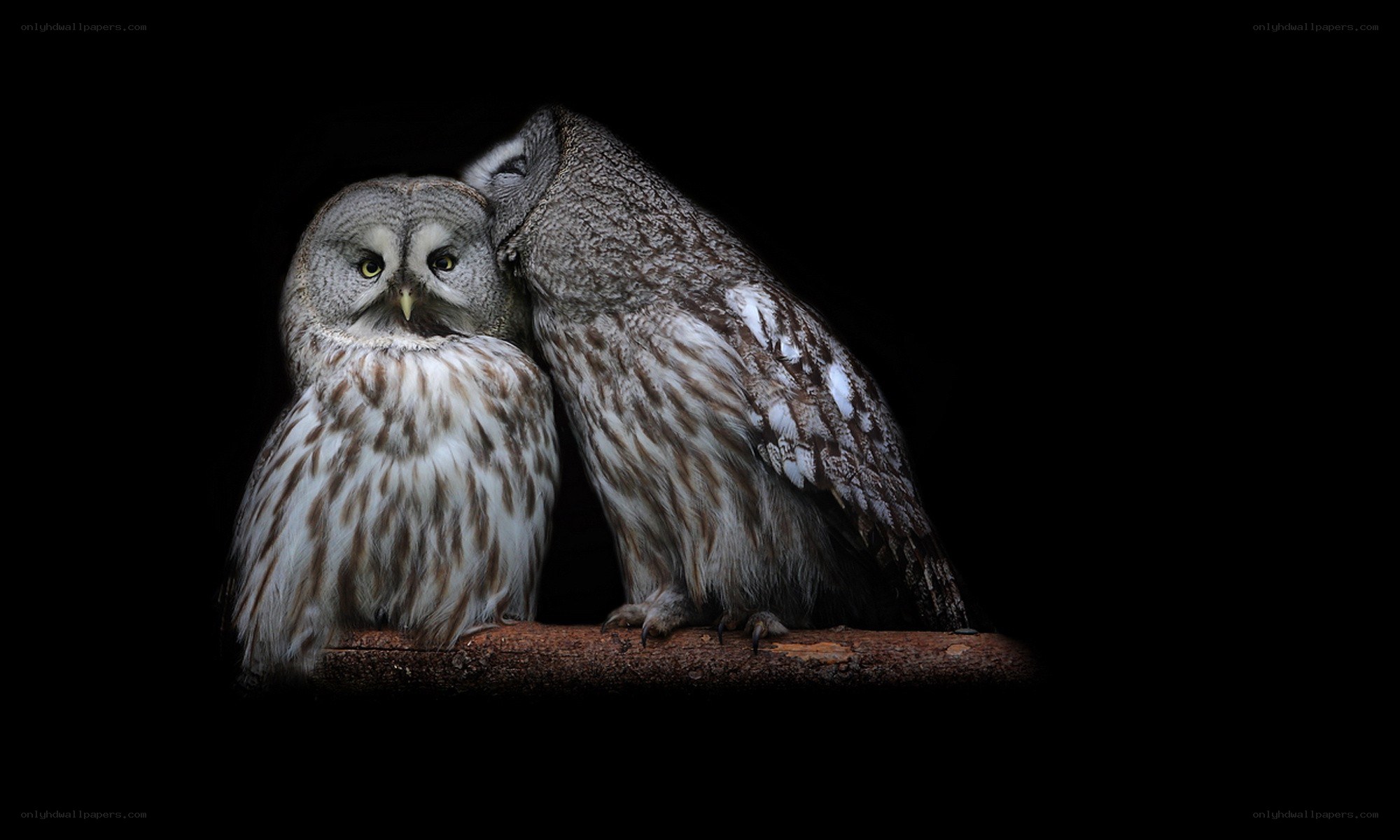 Two owls on a branch
