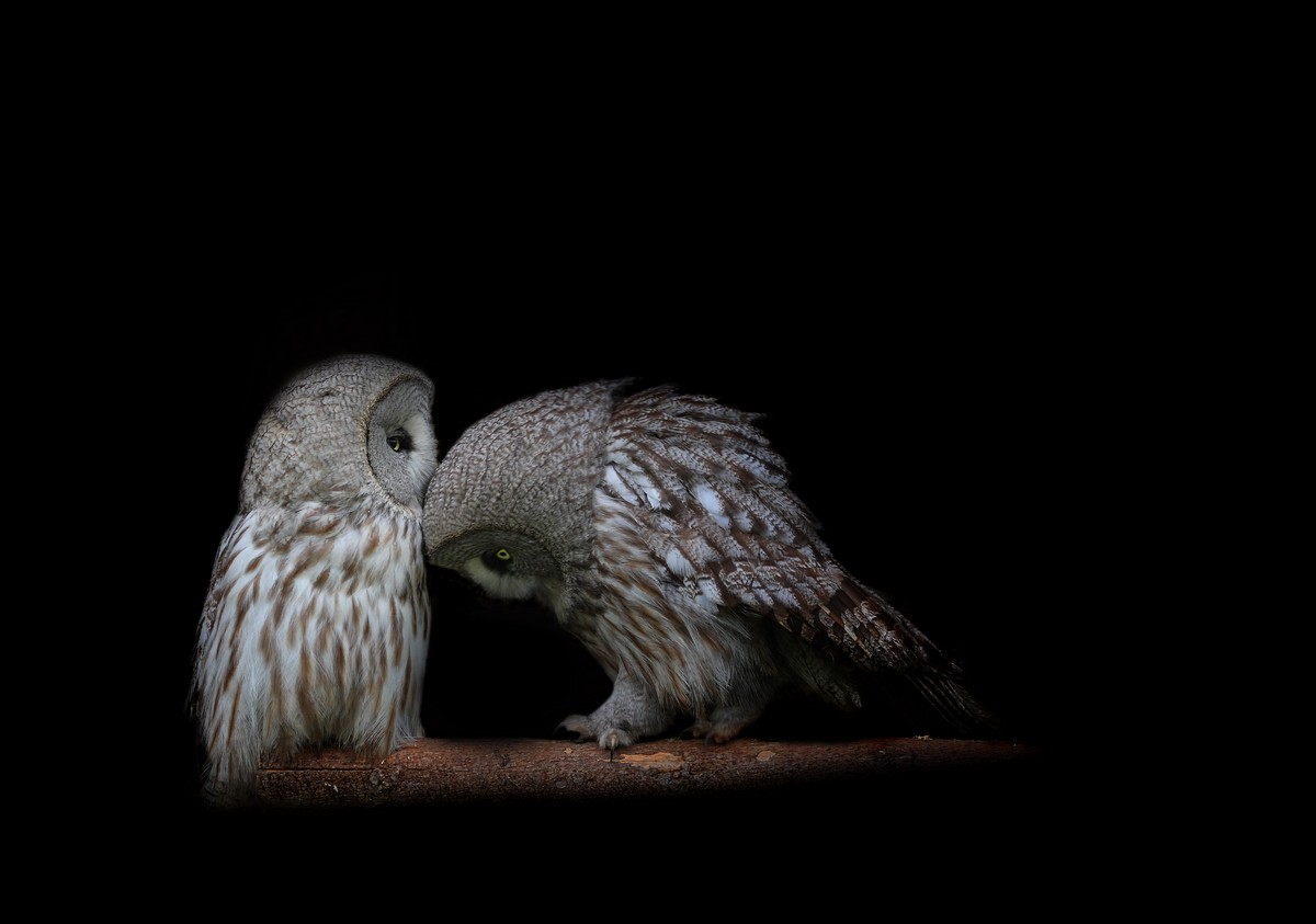 Two owls on a branch