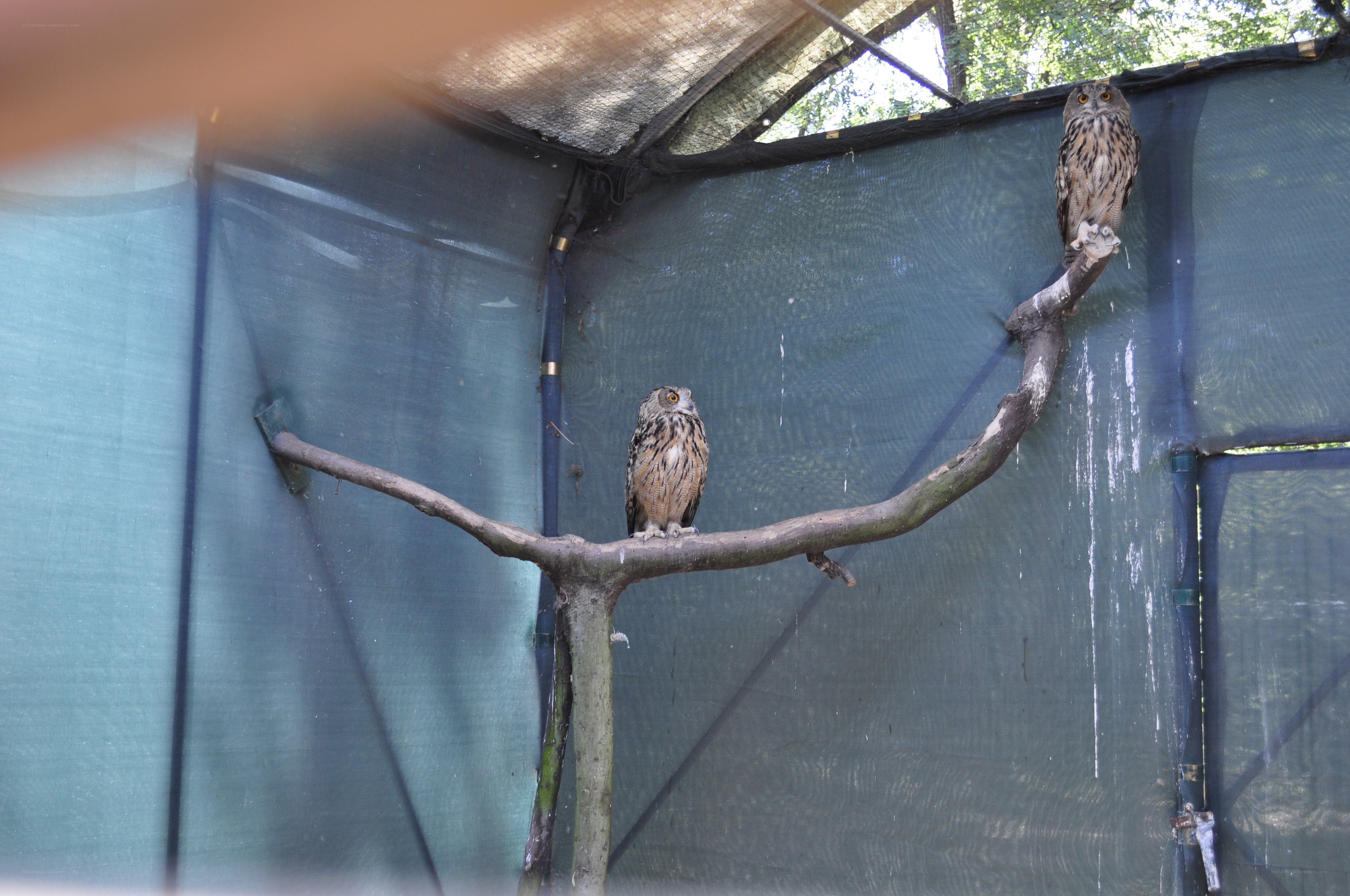 Two owls on a branch