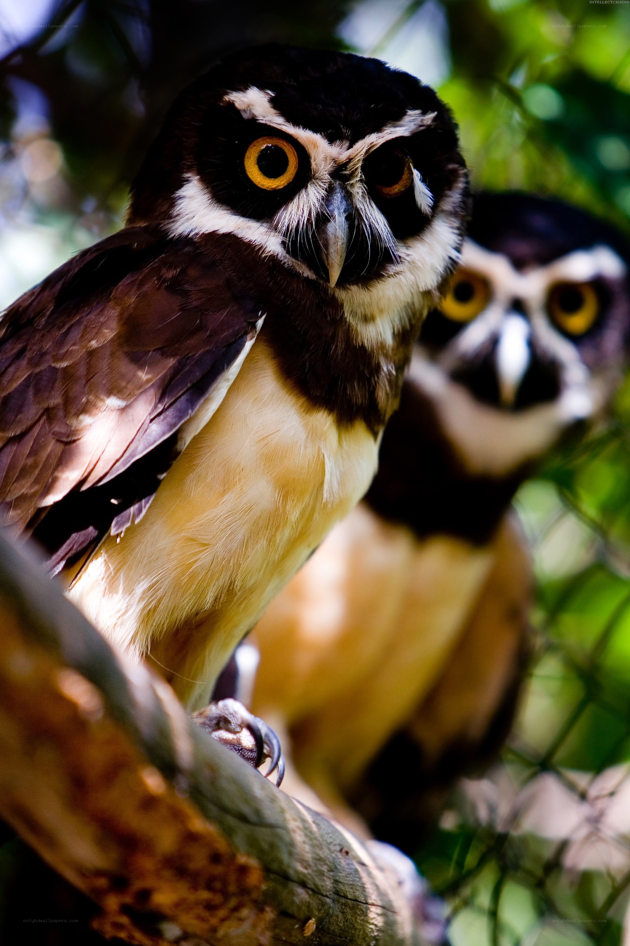 Two owls on a branch
