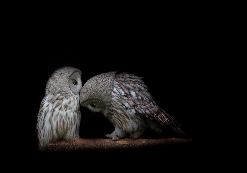 Two Owls on a Branch — Black, Dramatic, Night, Photograph, Gray