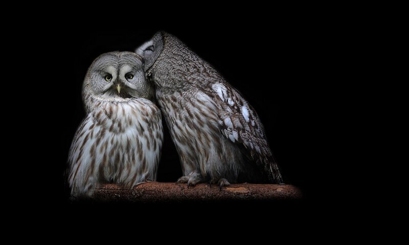 Two Owls on a Branch — Black, Dramatic, Night, Photograph