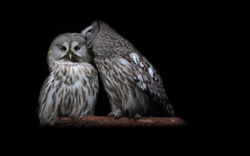 Two Owls on a Branch — Black, Dramatic