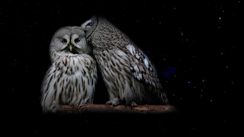 Two Owls on a Branch — Black, Serene