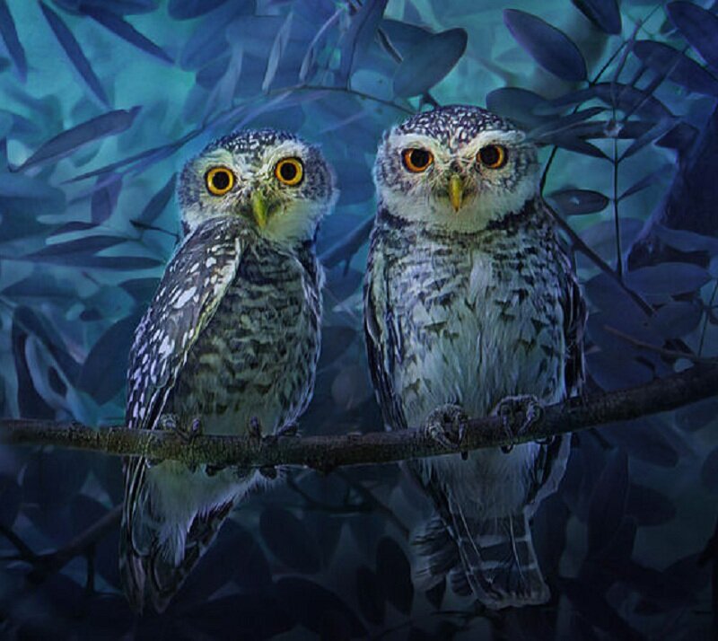 Two Owls on a Branch — Blue, Calm