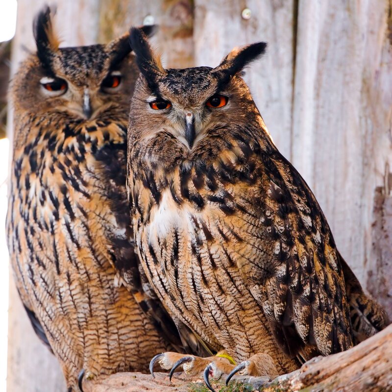 Two Owls on a Branch — Brown, Alert