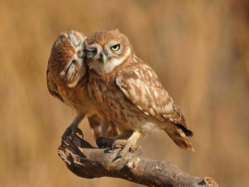 Two Owls on a Branch — Brown, Calm