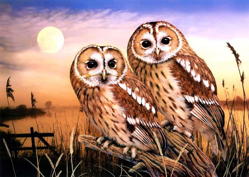 Two Owls on a Branch — Brown, Serene, Night