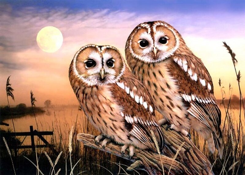 Two Owls on a Branch — Brown, Serene