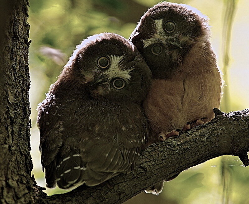 Two Owls on a Branch — Brown
