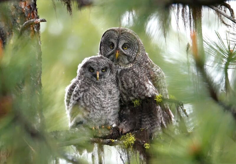 Two Owls on a Branch — Gray, Calm