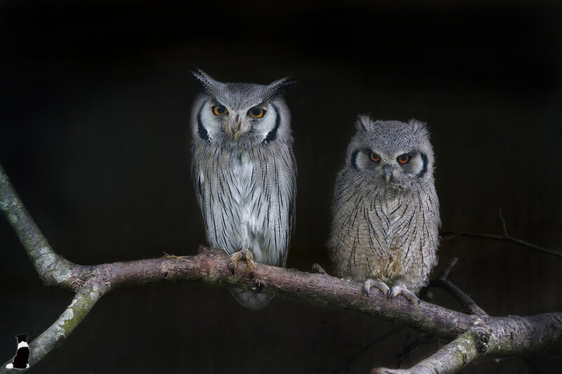 Two Owls on a Branch — Gray, Dramatic
