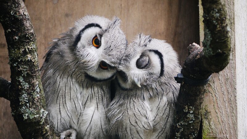 Two Owls on a Branch — Gray