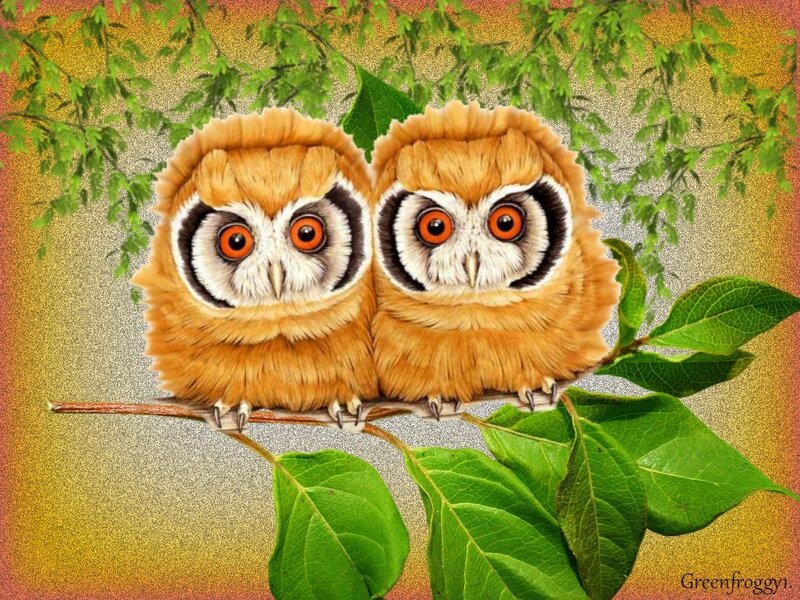 Two Owls on a Branch — Green, Calm, Spring