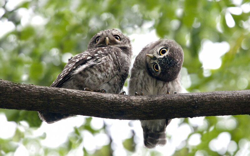 Two Owls on a Branch — Green, Curious, Morning