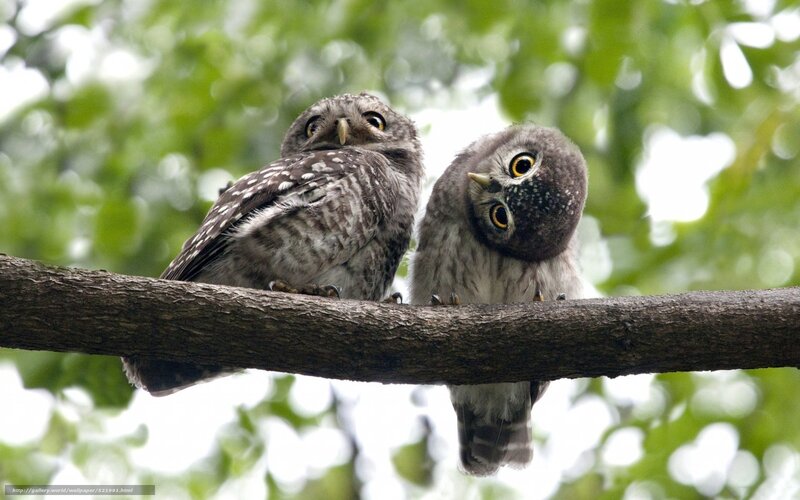 Two Owls on a Branch — Green, Curious