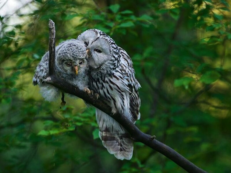 Two Owls on a Branch — Green