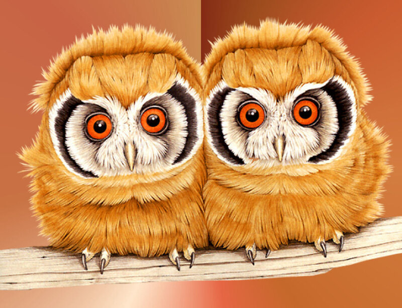 Two Owls on a Branch — Orange