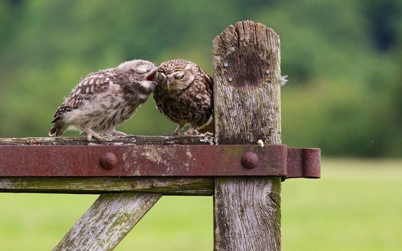 Two Owls on a Gate