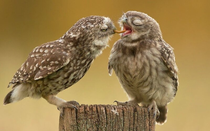 Two Owls on a Post — Brown