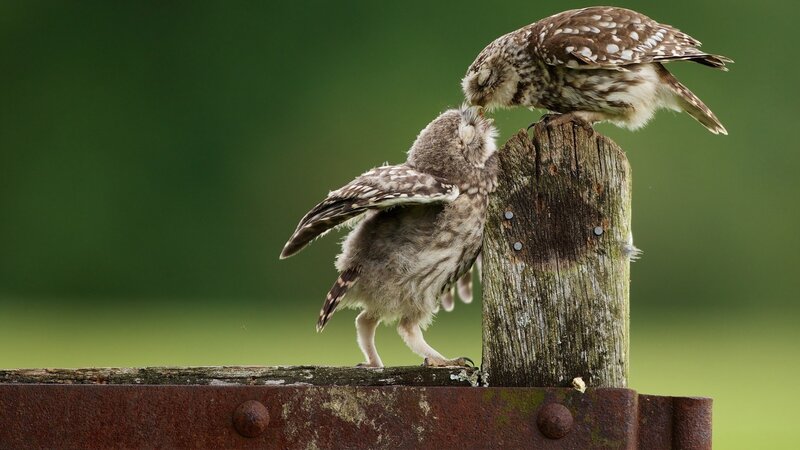 Two Owls on a Post — Green