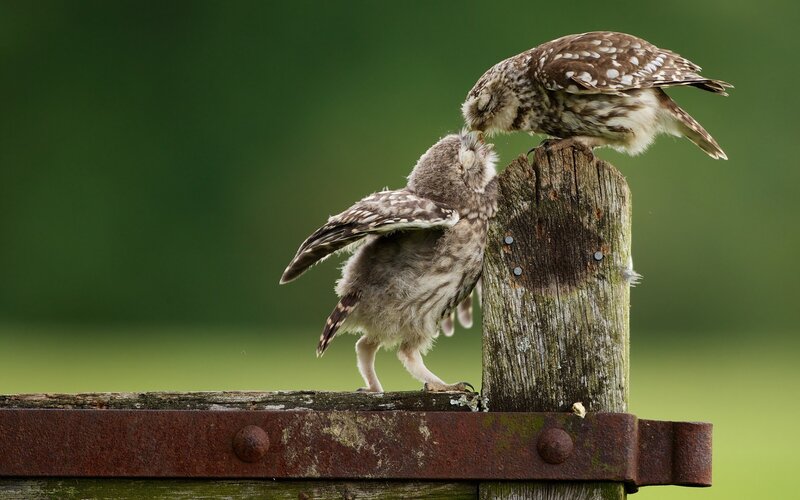 Two Owls on a Post