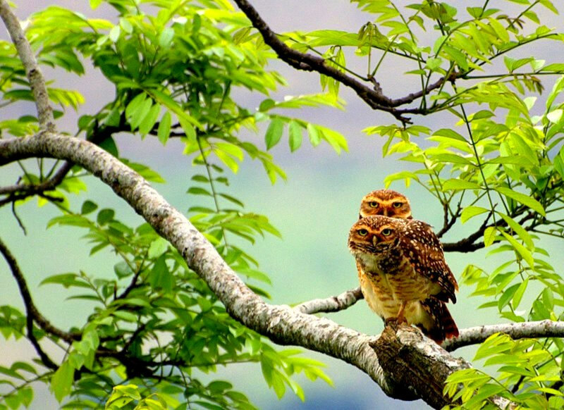 Two owls on a tree branch