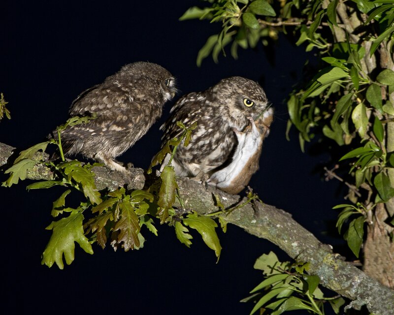Two owls on a tree branch