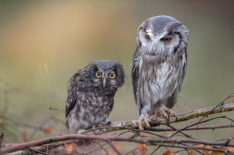 Two Owls on Branch — Gray, Dramatic
