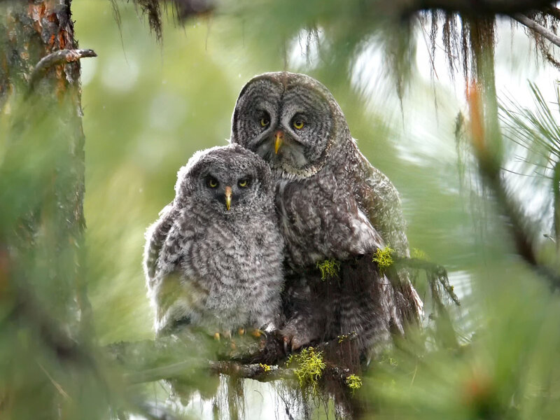 Two Owls on Branch — Gray