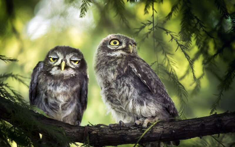 Two Owls on Branch — Green, Calm