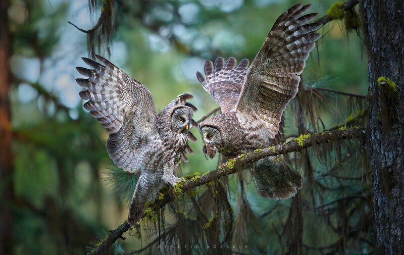 Two Owls on Branch — Green, Dramatic