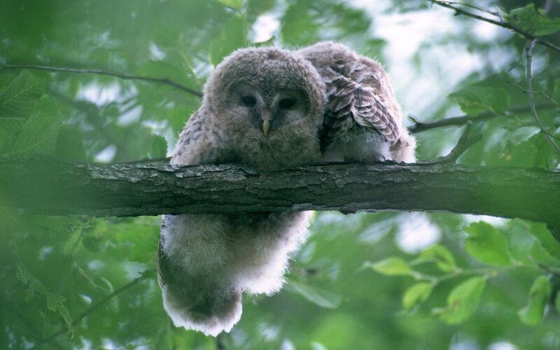 Two Owls on Branch — Green